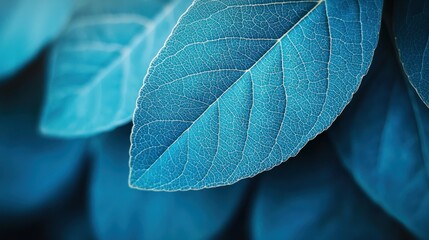 Wall Mural - Blue leaves closeup with detailed veins, blurred background, nature backdrop.