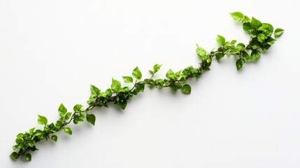 Poster - Green vine with small leaves arranged in a diagonal line on a white background.
