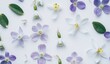 © MAGIC - Spring design. A frame of white snowdrops, blue scilla, and violet-pink hollowroot flowers on a white backdrop with room for text. Overhead view, flat lay