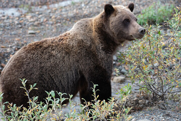 brown bear grizzly foraging for berries in alaska wilderness