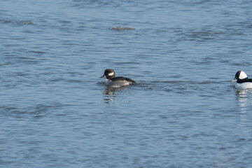 female bufflehead suck swims in the icy cold river in her overwinter non breeding location in the eastern coastal US, with a male following. behind her