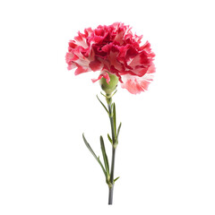 Wall Mural - Detailed carnation flower on a see-through background, emphasizing its botanical elegance.