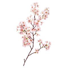 detailed cherry blossom branch on a see-through background, emphasizing its seasonal beauty.