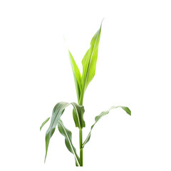 Wall Mural - Detailed cornstalk with ripe corn on a transparent backdrop, emphasizing its agricultural quality.