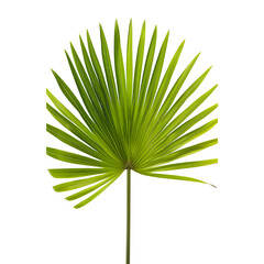 Wall Mural - Fan palm leaf isolated on a clear background, highlighting its distinctive, fan-shaped structure.