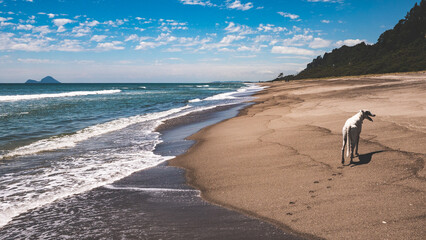 Wall Mural - white greyhound dog on a sandy idyllic beach calm ocean in new zealand