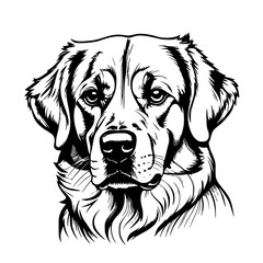 Wall Mural - portrait of dog with black background