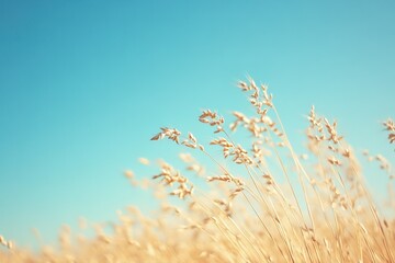 Sticker - Golden wheat field under a blue sky