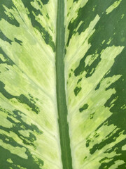 Wall Mural - green Dumb cane leaf texture background