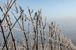 © Thomas - Paysage hivernal de vignes endormies sous le givre, symbolisant la quiétude et la beauté de la nature en hiver.