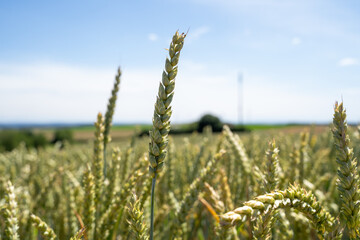 Wall Mural - Green wheat with blue sky in summer 