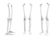 © Ardhika - Human leg bones isolated on white background in different angles. Human skeleton anatomy medical template. The structure of the bones of the human legs. 3D medical education illustration