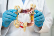 © Pakawadee - Intestine, doctor holding human anatomy model for study diagnosis and treatment in hospital.