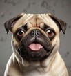 © Prasert - Funny pug sticking out tongue with eyes crossed, silly face, canine, studio shot