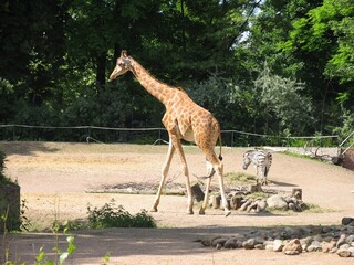 giraffe and zebra in a zoo enclosure with green trees.