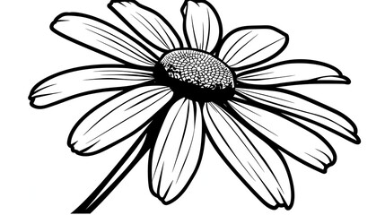 Wall Mural - A simple line drawing of a daisy flower, vector illustration, white background, clean lines