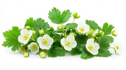 Wall Mural - A vibrant display of white strawberry flowers and green leaves, showcasing the beauty of nature's bounty.