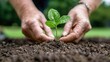 © Giman - Hands planting a sapling in soil, outdoors, green background, environmental conservation