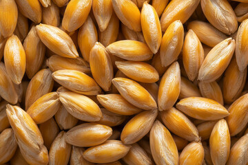 Poster - A close-up photograph of golden wheat grains glistening under soft natural light, highlighting their intricate textures and natural beauty,