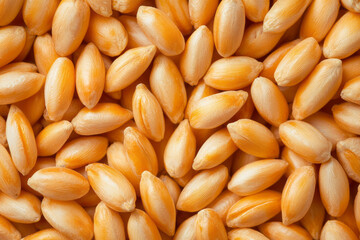 Aufkleber - A close-up photograph of golden wheat grains glistening under soft natural light, highlighting their intricate textures and natural beauty,