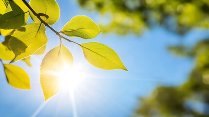Poster - Sunlit Green Leaves in a Canopy with Vibrant Spring Colors Nature Photography and Serenity : Generative AI