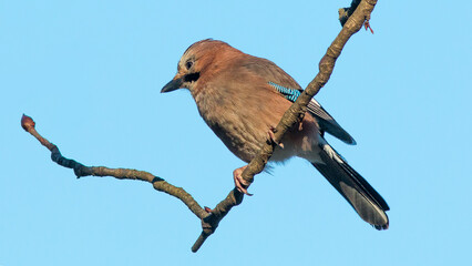 Wall Mural - lilac roller on branch