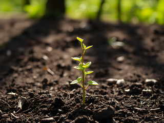 The Sapling are growing from the soil with sunlight