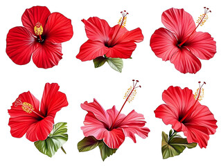 Wall Mural - set of tropical red hibiscus flowers isolated on white background