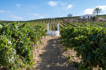 Landscape with famous sherry wines grape vineyards in Andalusia, Spain, sweet pedro ximenez or muscat, or palomino grape plants, used for production of jerez, sherry sweet and dry wines