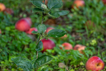 Wall Mural - Ripe red organic apples on the tree in Provence, harvest time in France