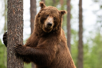 Wall Mural - Brown bear standing and hugging a tree closeup