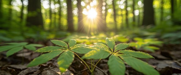 Wall Mural - Low angle view of lush green plants on forest floor, sunlight shining through trees.