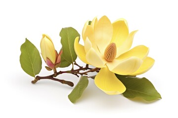 Wall Mural - Champaca Flower - Isolated Yellow Blossom of Magnolia Champaca Plant on White Background