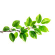 © Wizard - Vibrant Green Branch with Lush Spring Leaves Isolated on White Background