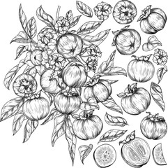 Vector set with a branch with persimmon fruit, a piece, a half of a fruit. Grocery store brochure. Fresh farm fruits. Organic farming. Nutrition banner, healthy eating