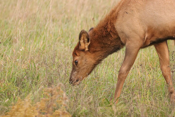 Wall Mural - Adorable Elk Calf Calves Spike Babies Young