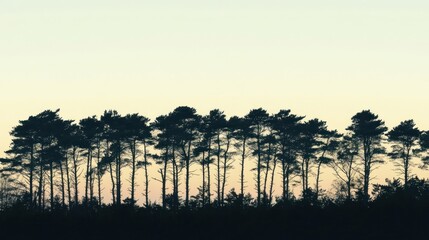 Silhouetted trees at sunset, peaceful landscape, nature background, website banner