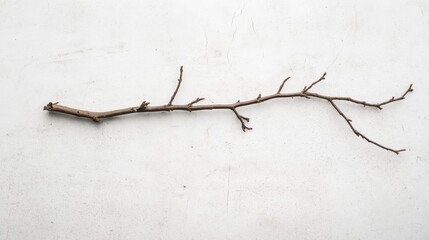 Single, dry, brown tree branch isolated on white background.