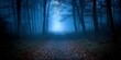 © BG_Illustrations - Mysterious Pathway Through a Forest at Night