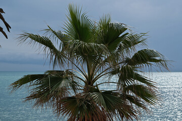 Wall Mural - Palm tree on the background of the sea and sky with clouds