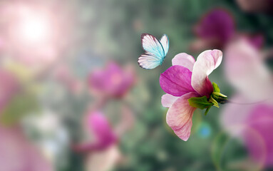 Wall Mural - Spring background with blooming pink magnolia flowers and flying butterfly.