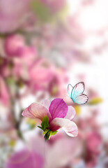 Wall Mural - spring background with blooming pink magnolia flowers and flying butterfly.