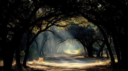 Poster - Magical Forest Path With Golden Sunlight Beams