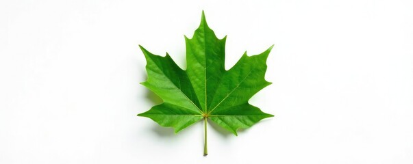 Autumn maple leaf in dark green color against a plain white background, color, green