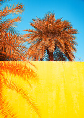 Wall Mural - realistic fantasy background of orange palm trees and yellow wall