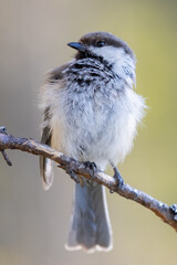 Wall Mural - Siberian tit