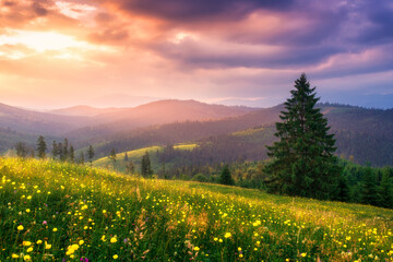 Wall Mural - field with yellow flowers in mountain valley in summer at sunset. colorful landscape with pine trees