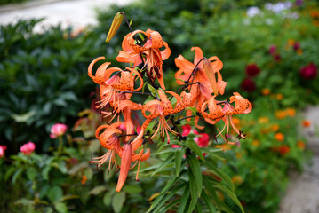 Wall Mural - Beautiful orange flowers in the garden in summer. Gladiolus communis.