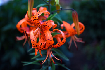 Wall Mural - Beautiful orange flowers in the garden in summer. Gladiolus communis.