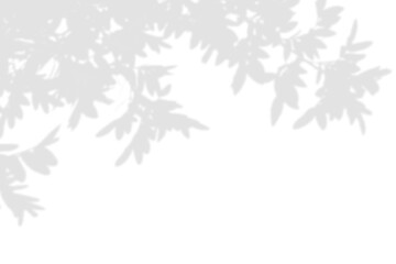 Wall Mural - shadow overlay effect. gray shadow of leaves isolated on white background. plant foliage leaf shadow